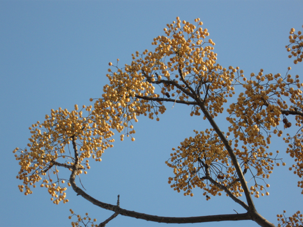 Chinaberry Tree.jpg